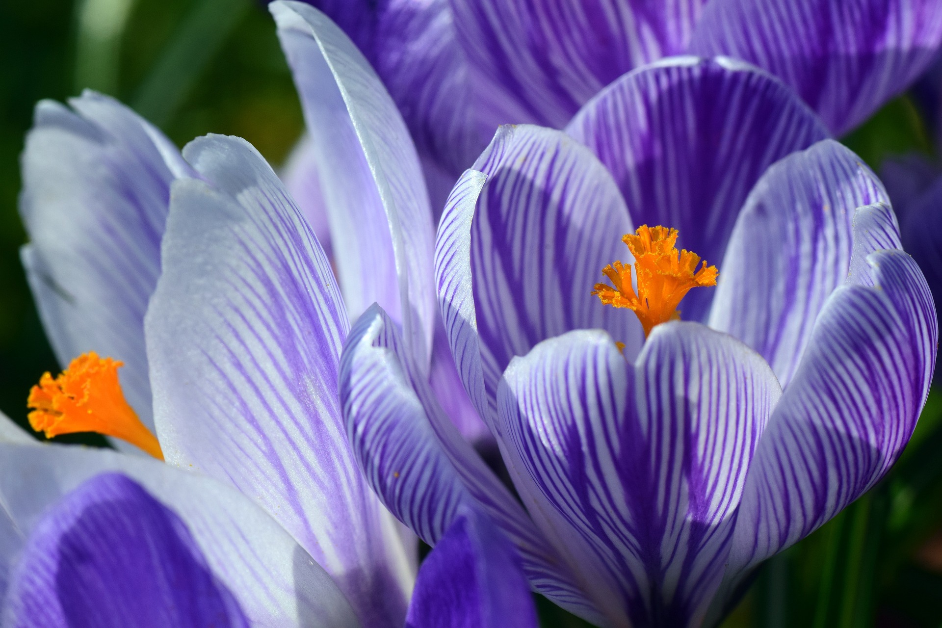 Flor Azafrán color Púrpura